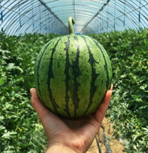 【オーガニックファーム】オーガニック種のほとんどないスイカ(2kg)