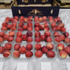 [Fresh Fruits] 韓国白桃（±500g/pack）