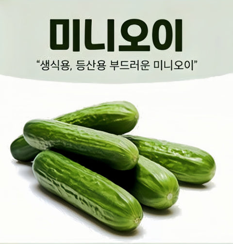 [Fresh Vege] Dieng 고산지대 아삭한 미니 오이 (2kg)