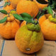 [Fresh Fruits] Local 한라봉 춘지안 데코폰 (1.5kg)